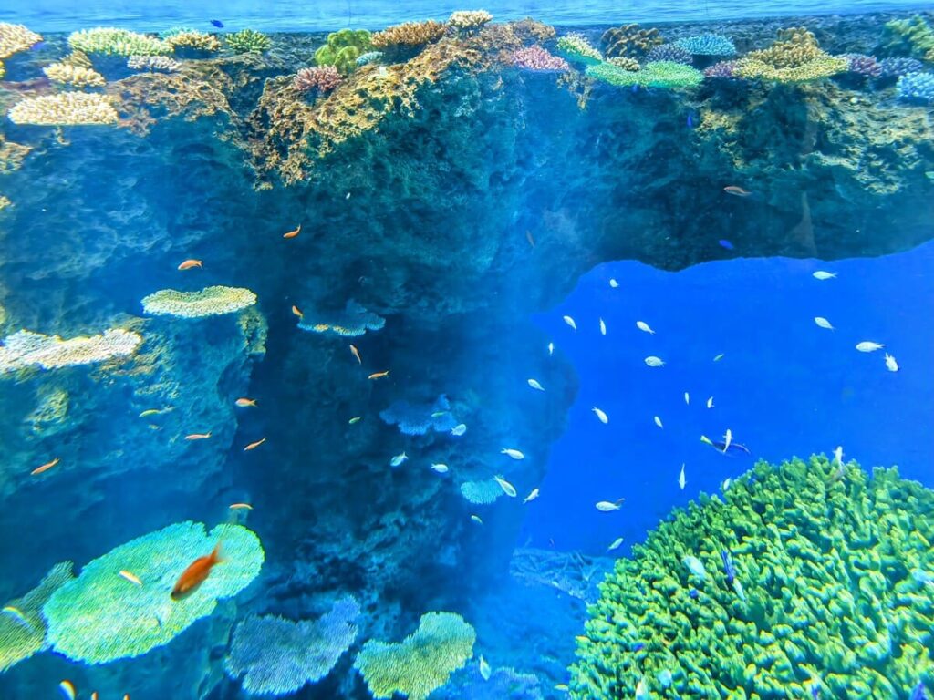 Colorful Coral Reef