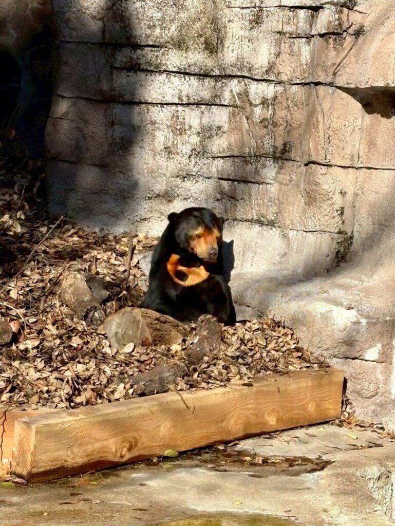 Malayan Sun Bear