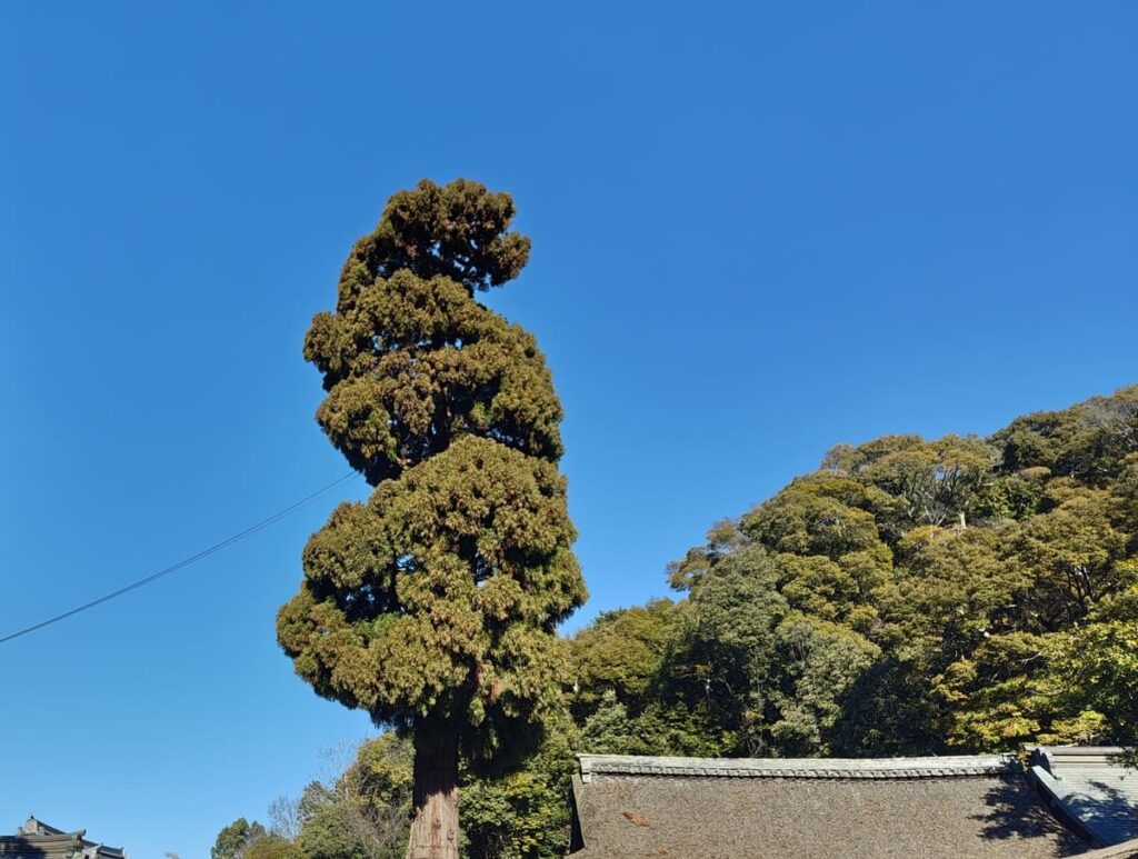 year of the snake sign