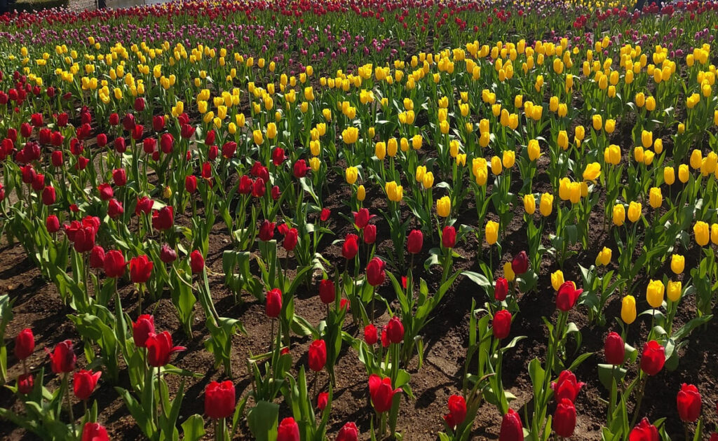 tulips in japan