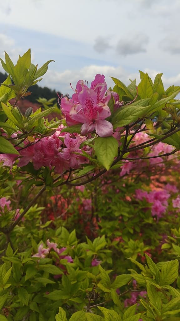 azalea flower