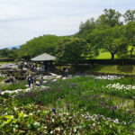 Oji