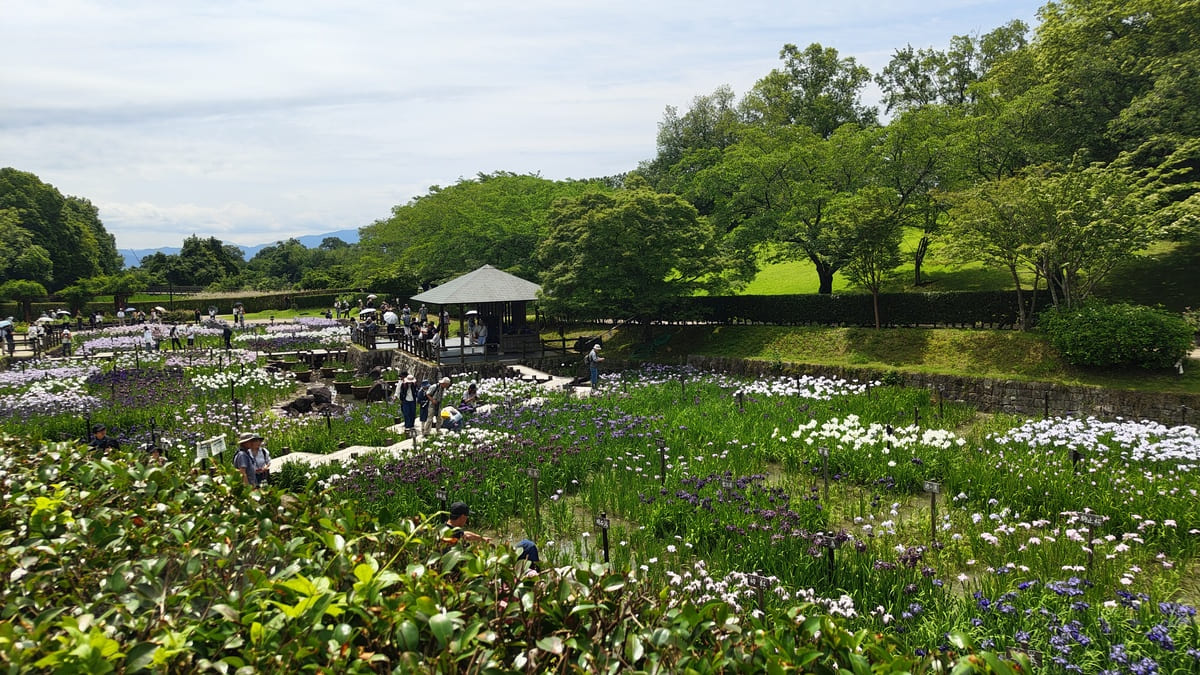 Oji
